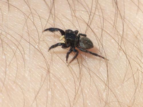 Réf. 232 978 : Euophrys herbigrada